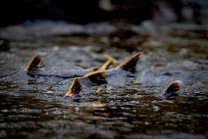 Morrison Creek Headwaters - A Life Long Fascination