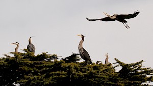 Critical Research Initiatives: French Creek's Bald Eagles