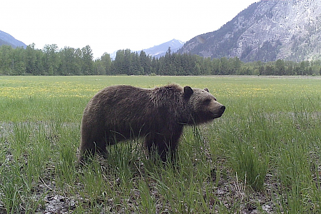 Pemberton Meadows