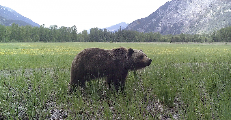 Pemberton Meadows