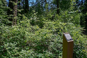 Connecting with Indigenous Languages in BC's Parks