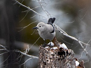 'Tis the Season: 14 Surprisingly Festive Species Found in B.C.'s Parks