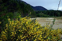 Alien Invasion: 10 Invasive Species Found in B.C.'s Parks