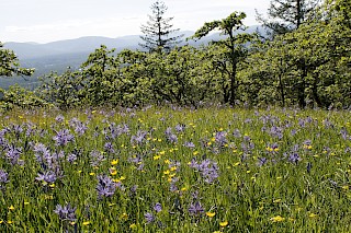 Mount Tzuhalem Ecological Reserve